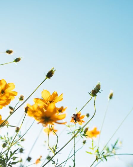 découvrez la beauté et la richesse de la nature à travers nos articles fascinants. explorez les paysages époustouflants, la faune et la flore incroyables, et apprenez sur l'importance de la préservation de notre environnement.