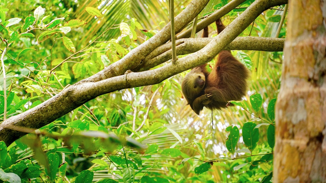 découvrez le costa rica, un véritable paradis tropical où la biodiversité rencontre des plages de rêve, des volcans majestueux et une culture riche. explorez ses forêts luxuriantes, appréciez son éco-tourisme et laissez-vous séduire par l'hospitalité chaleureuse de ses habitants.