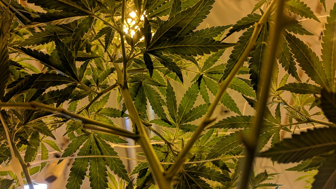 découvrez tout sur le cannabis : ses usages, effets, législation et bienfaits. informez-vous sur cette plante fascinante et ses multiples applications dans la santé et le bien-être.