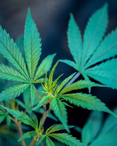 découvrez l'univers du cannabis : ses utilisations, ses bienfaits, et les législations en vigueur. plongez dans un monde fascinant, des variétés aux méthodes de consommation, en passant par les enjeux de santé et de légalité.