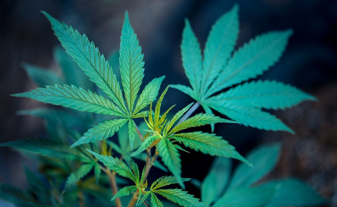 découvrez l'univers du cannabis : ses utilisations, ses bienfaits, et les législations en vigueur. plongez dans un monde fascinant, des variétés aux méthodes de consommation, en passant par les enjeux de santé et de légalité.