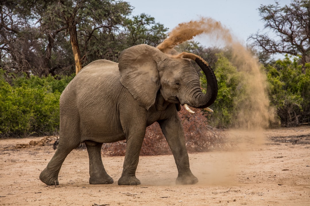 découvrez le monde fascinant des éléphants, ces majestueux géants de la savane. apprenez-en plus sur leur habitat, leur comportement social et les efforts de conservation pour protéger ces créatures emblématiques.
