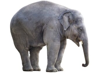 explorez le majestueux monde des éléphants, ces créatures emblématiques de la savane qui captivent par leur intelligence, leurs comportements sociaux fascinants et leur importance dans les écosystèmes. découvrez leur habitat, leur conservation et les menaces qui pèsent sur ces animaux extraordinaires.