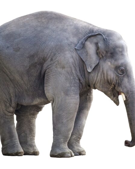 explorez le majestueux monde des éléphants, ces créatures emblématiques de la savane qui captivent par leur intelligence, leurs comportements sociaux fascinants et leur importance dans les écosystèmes. découvrez leur habitat, leur conservation et les menaces qui pèsent sur ces animaux extraordinaires.