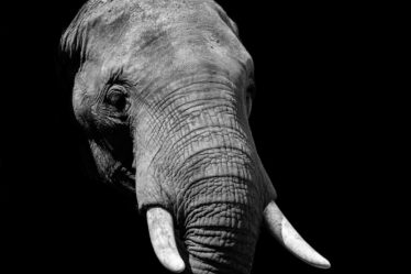 découvrez le monde fascinant des éléphants, ces majestueux géants de la savane. apprenez-en davantage sur leur habitat, leur comportement social et les efforts de conservation pour protéger ces créatures extraordinaires.