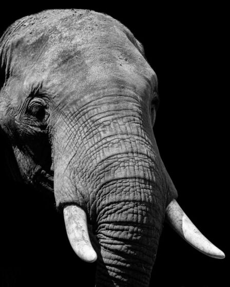 découvrez le monde fascinant des éléphants, ces majestueux géants de la savane. apprenez-en davantage sur leur habitat, leur comportement social et les efforts de conservation pour protéger ces créatures extraordinaires.