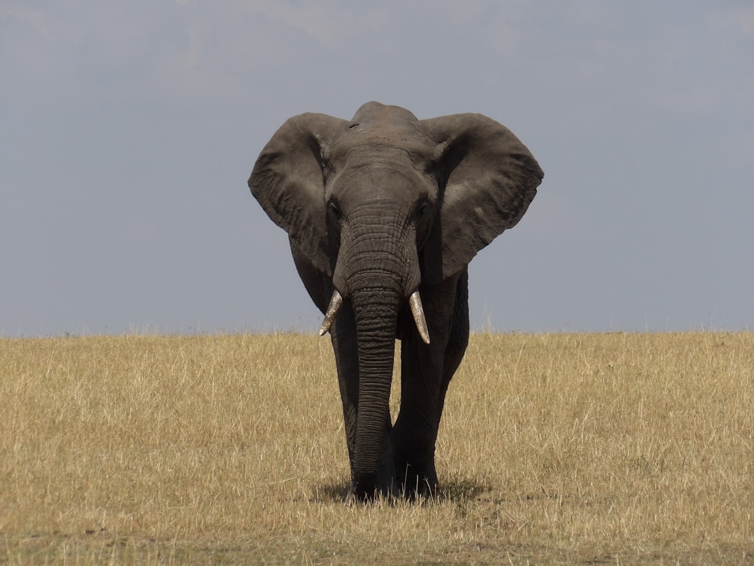découvrez le monde fascinant des éléphants, ces majestueux mammifères d'afrique et d'asie. explorez leur habitat, leur comportement social et leur importance dans l'écosystème, tout en apprenant comment les préserver pour les générations futures.