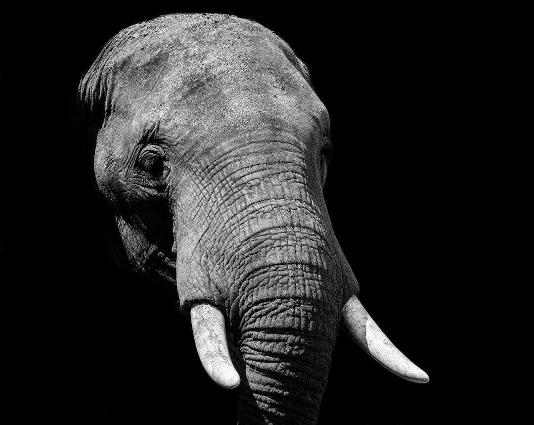 découvrez le monde fascinant des éléphants, ces majestueux géants de la savane. apprenez-en davantage sur leur habitat, leur comportement social et les efforts de conservation pour protéger ces créatures extraordinaires.