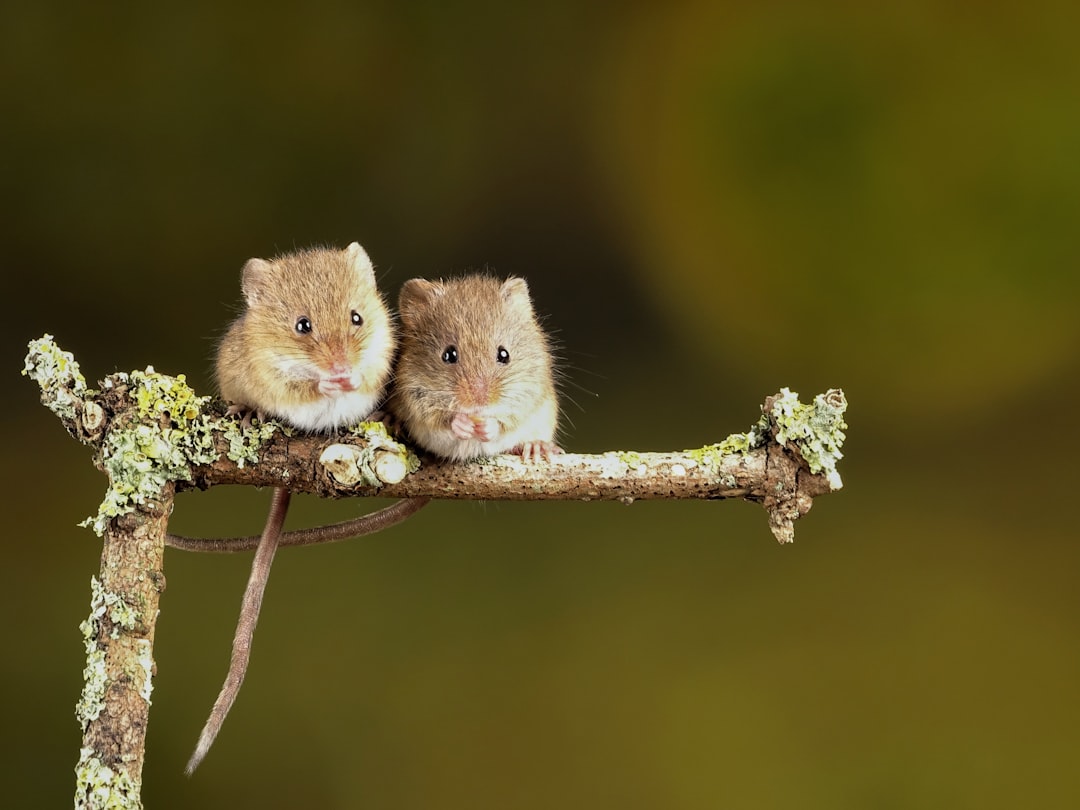 découvrez tout sur les souris : leurs habitats, comportements, et des astuces pour les apprivoiser. plongez dans le monde fascinant de ces petits rongeurs et apprenez à mieux les connaître.