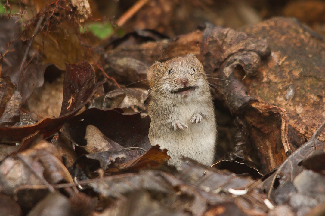 découvrez tout sur les souris : leur biologie, leurs comportements, et leur rôle dans l'écosystème. apprenez à les connaître et à comprendre leur importance dans la nature et la science.
