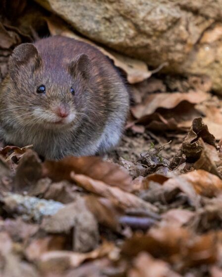 découvrez tout ce que vous devez savoir sur les souris : leurs habitats, comportements, et conseils pour en prendre soin. apprenez à mieux comprendre ces petits rongeurs fascinants !