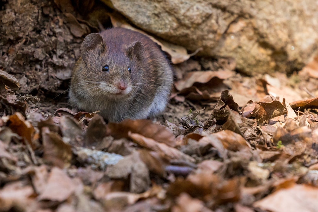 découvrez tout ce que vous devez savoir sur les souris : leurs habitats, comportements, et conseils pour en prendre soin. apprenez à mieux comprendre ces petits rongeurs fascinants !