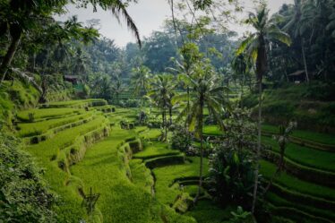 découvrez bali, l'île paradisiaque d'indonésie, où plages de sable blanc, rizières verdoyantes et culture vibrante vous attendent. plongez dans ses paysages à couper le souffle, sa cuisine délicieuse et ses traditions enrichissantes pour vivre une expérience inoubliable.