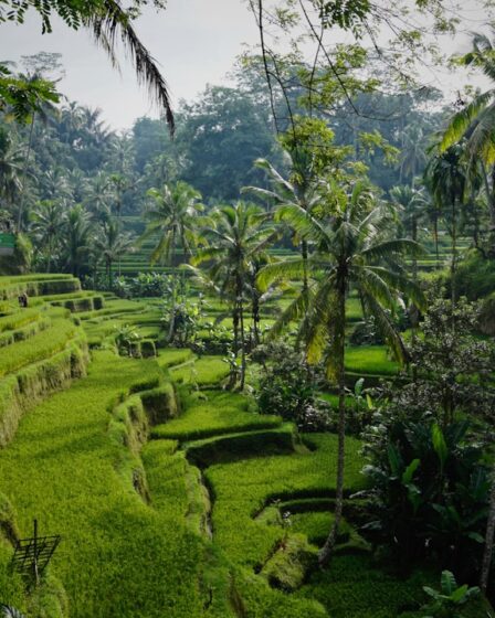 découvrez bali, l'île paradisiaque d'indonésie, où plages de sable blanc, rizières verdoyantes et culture vibrante vous attendent. plongez dans ses paysages à couper le souffle, sa cuisine délicieuse et ses traditions enrichissantes pour vivre une expérience inoubliable.