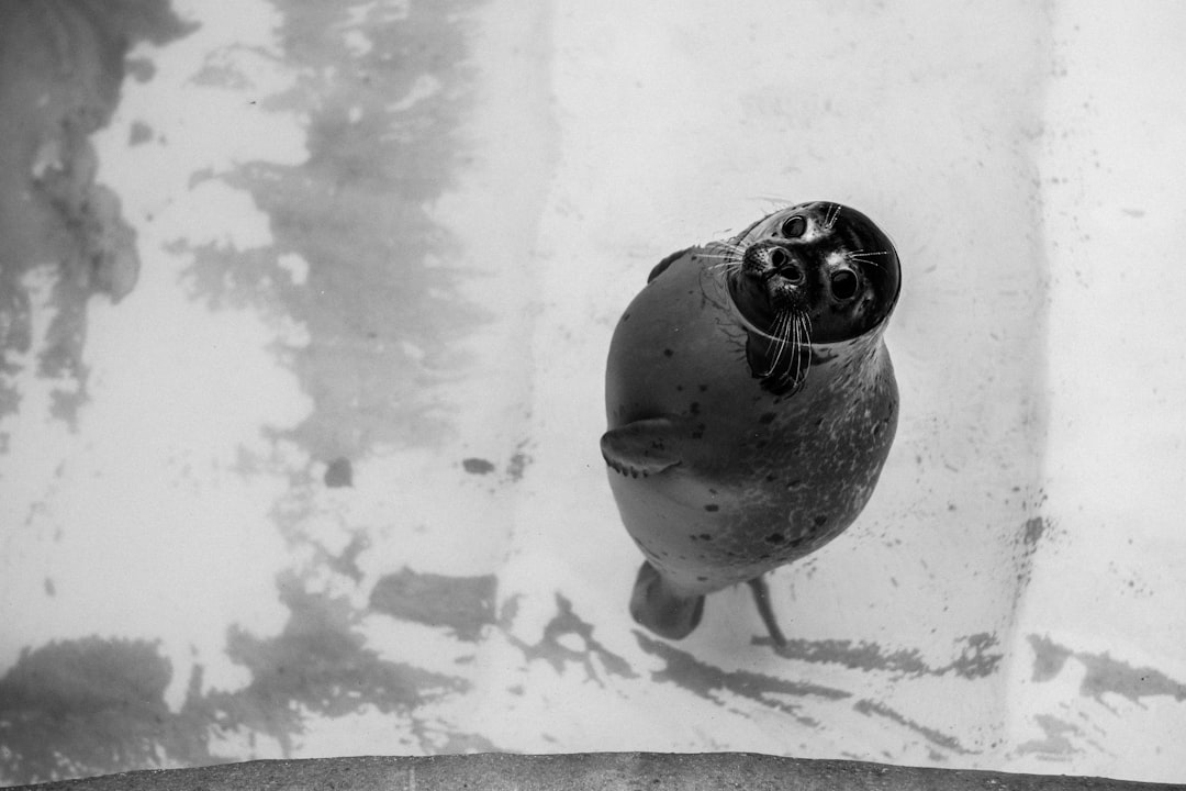 découvrez le fascinant hippopotame pygmée, une espèce rare et menacée, connue pour sa taille réduite et son habitat dans les eaux douces d'afrique. apprenez-en plus sur son mode de vie, sa conservation et son rôle dans l'écosystème.