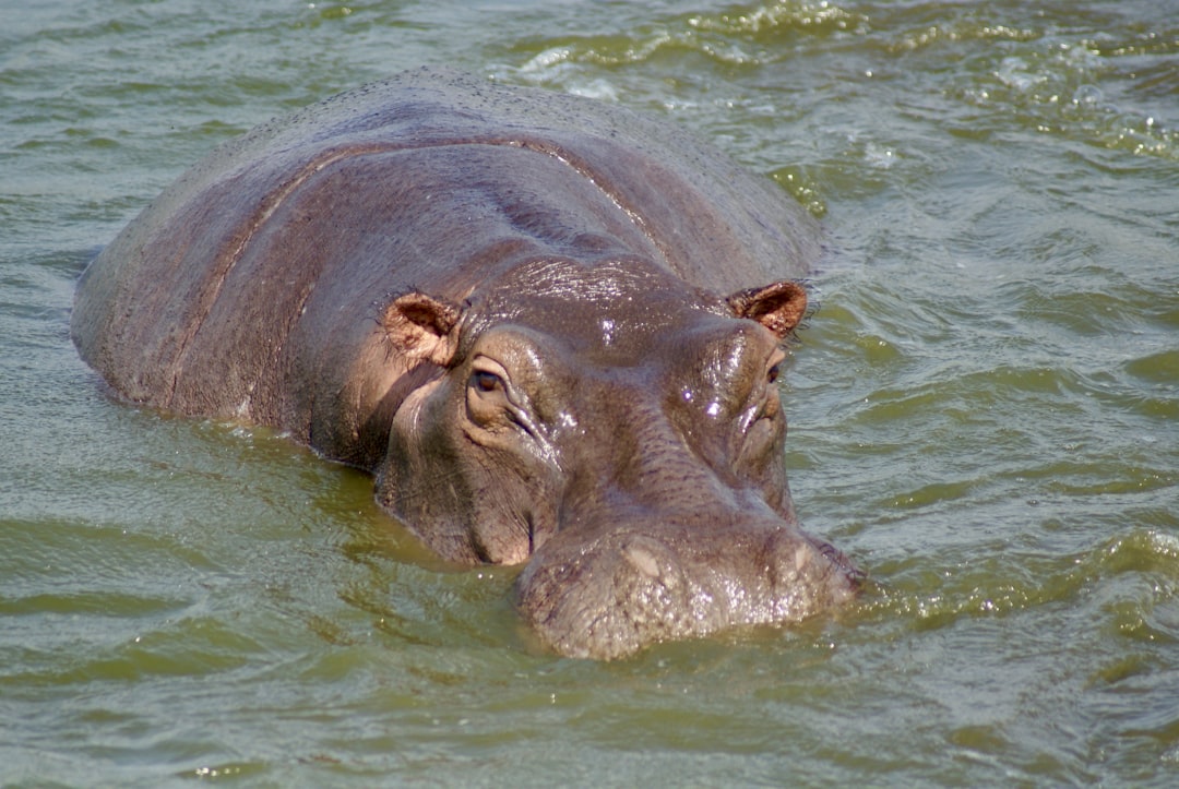 découvrez le fascinant hippopotame pygmée, une espèce en danger unique qui habite les forêts tropicales d'afrique. apprenez-en davantage sur son habitat, son comportement et les efforts de conservation pour protéger cet animal extraordinaire.