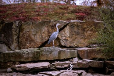 découvrez le fascinant hippopotame pygmée, une espèce en danger d'extinction, aux comportements uniques et à l'habitat mystérieux. apprenez-en plus sur sa biologie, sa conservation et son rôle essentiel dans l'écosystème.