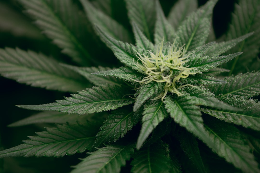 découvrez tout ce qu'il faut savoir sur le cannabis : ses effets, ses usages, la législation en france et les dernières actualités. informez-vous sur les bienfaits, risques et conseils d’usage responsable.