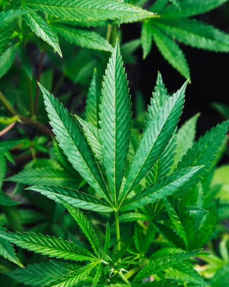 découvrez tout ce qu'il faut savoir sur le cannabis : ses usages, effets, législation, bienfaits médicaux et risques potentiels. informez-vous en toute confiance.
