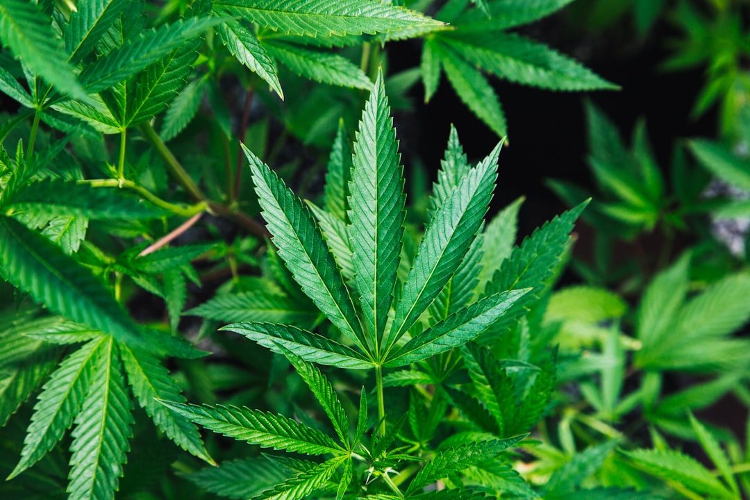 découvrez tout ce qu'il faut savoir sur le cannabis : ses usages, effets, législation, bienfaits médicaux et risques potentiels. informez-vous en toute confiance.