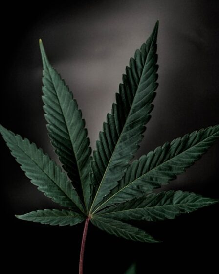découvrez tout ce qu'il faut savoir sur le trafic de cannabis : méthodes, enjeux, conséquences légales et impact sur la société, dans cet article complet et informatif.