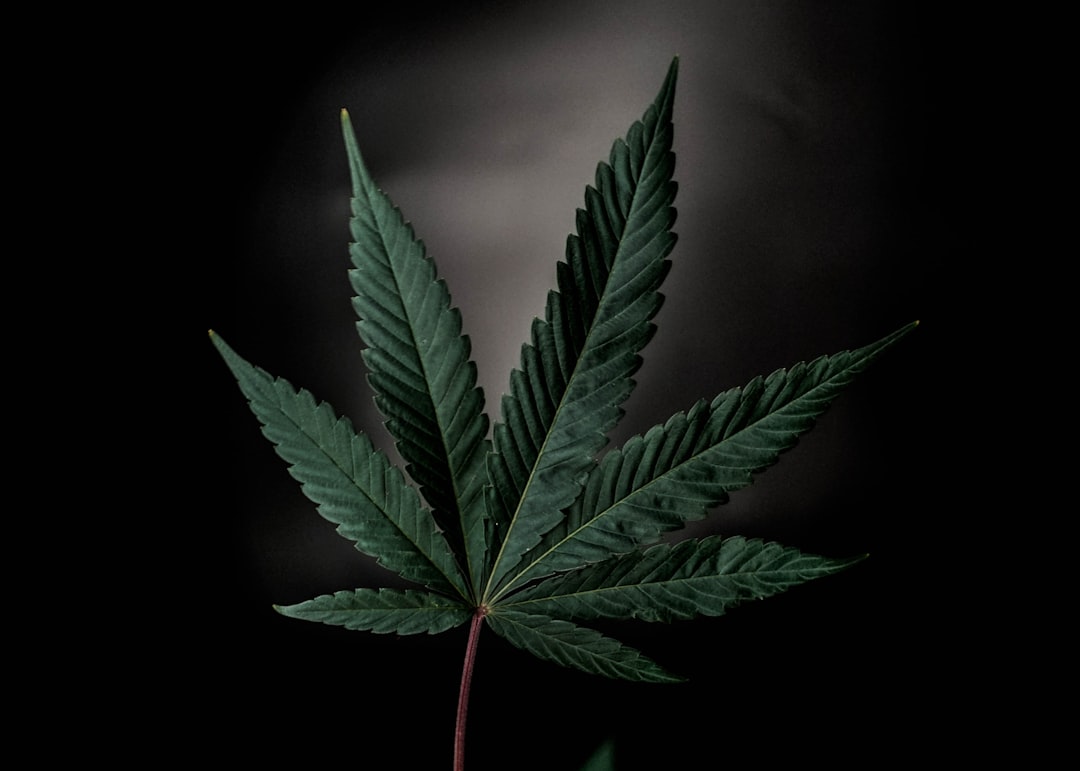 découvrez tout ce qu'il faut savoir sur le trafic de cannabis : méthodes, enjeux, conséquences légales et impact sur la société, dans cet article complet et informatif.