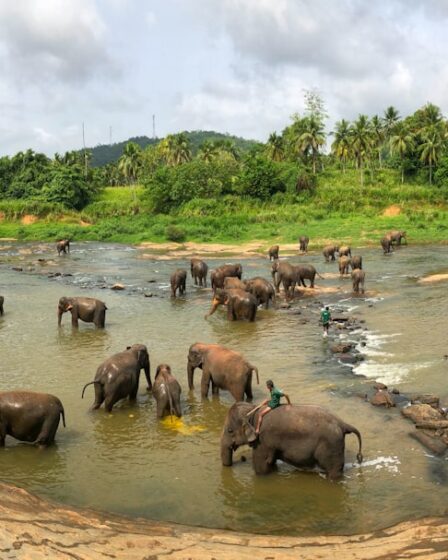 découvrez le sri lanka, une île paradisiaque d’asie du sud, célèbre pour ses plages, ses plantations de thé, sa faune exotique et ses sites culturels inscrits à l’unesco. préparez votre voyage et explorez des paysages inoubliables !
