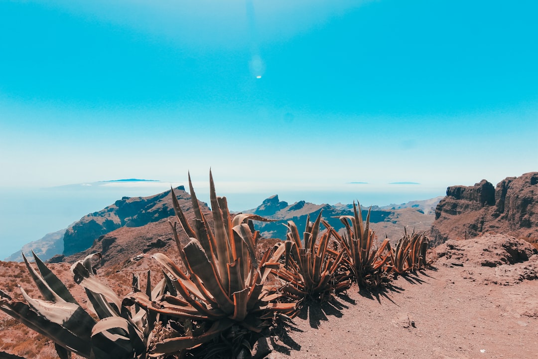 découvrez tenerife, l’île des canaries baignée de soleil, réputée pour ses plages paradisiaques, son volcan majestueux el teide et ses villages pittoresques. parfaite pour des vacances inoubliables en famille, entre amis ou en amoureux.